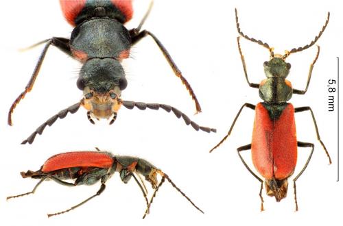 Malachius scutellaris